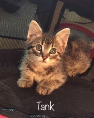 . Tank .