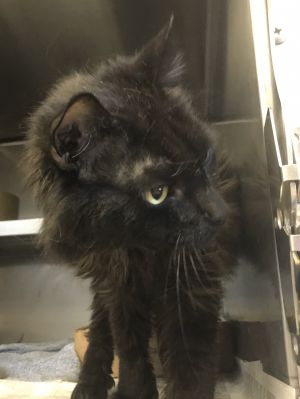 . Pacey-I have a lot of love to give .
