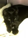 . Sunbeam-Can I be your ray of sunshine? .