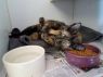 . Tyra-I am just the sweetest little girl! .