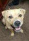 . Truman - Take My Lead Dog .