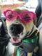 . Truman - Take My Lead Dog .