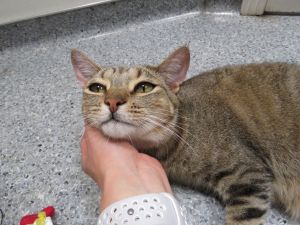 . Hansel - $1.30 Adoption Fee in June! .
