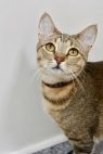 . Hansel - $1.30 Adoption Fee in June! .