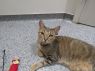 . Hansel - $1.30 Adoption Fee in June! .