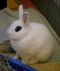 . Hammie .