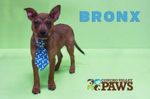 . Bronx .