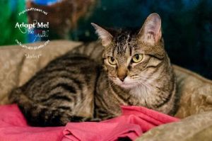 . Juliet (& Romeo Bonded Pair) .