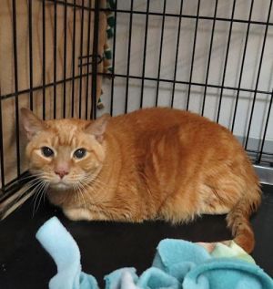 . Sunshine(Senior) (& bonded "brother Tiger) .