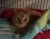 . Sunshine(Senior) (& bonded "brother Tiger) .