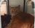 . Sunshine(Senior) (& bonded "brother Tiger) .