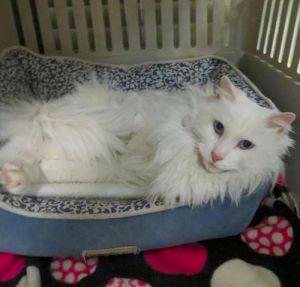 . Snowball (& Allister) .