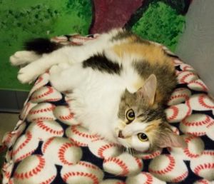 . Callie .