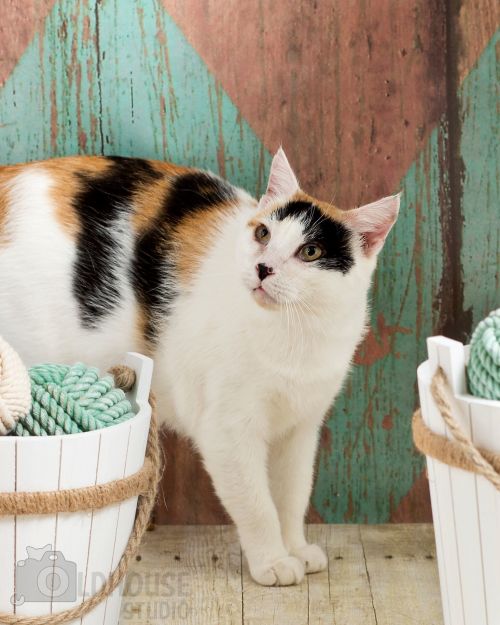 . Marsha! Colony Cat! .