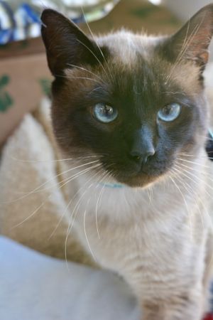 . Louie - $1.30 Adoption Fee in June! .