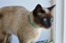 . Louie - $1.30 Adoption Fee in June! .