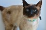 . Louie - $1.30 Adoption Fee in June! .