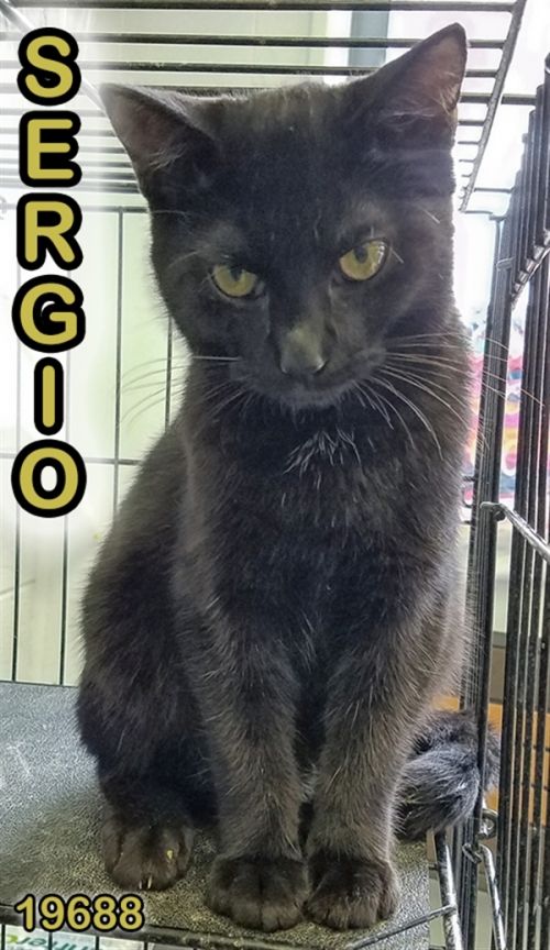 . Sergio .