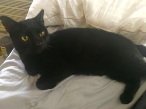 . Blackie .