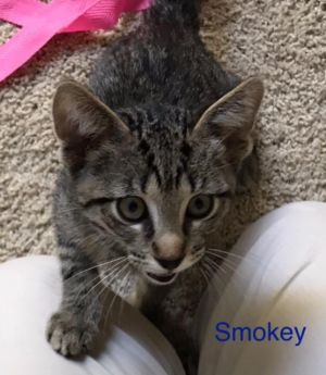 . Smokey .