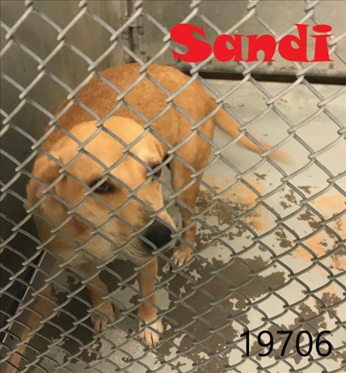 . Sandi .