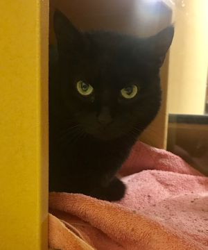 . Gin- a mysterious girl! .