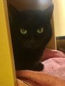 . Gin- a mysterious girl! .