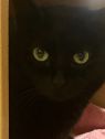 . Gin- a mysterious girl! .