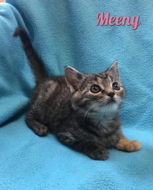 . Meeny .