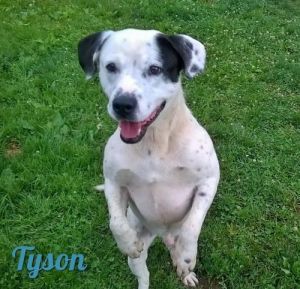 . Tyson .