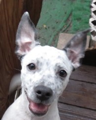 . Chipp! Puppy .