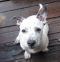 . Chipp! Puppy .