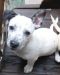 . Chipp! Puppy .