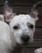. Chipp! Puppy .