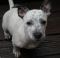 . Chipp! Puppy .