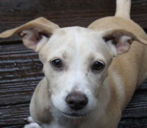 . Danni! Puppy .