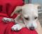 . Danni! Puppy .