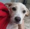 . Danni! Puppy .
