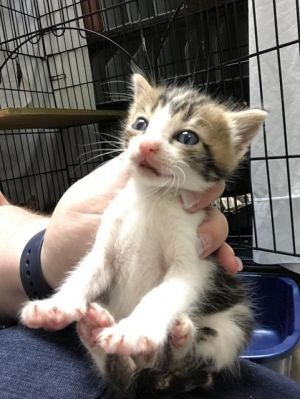 . Momma Bahn kitten 2 .
