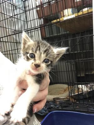 . Momma Bahn kitten 1 .