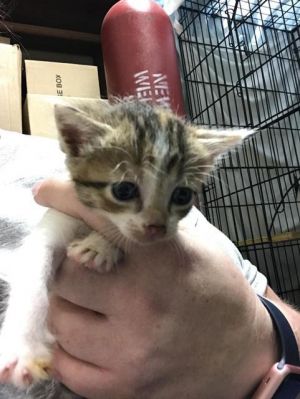 . Momma Bahn kitten 4 .