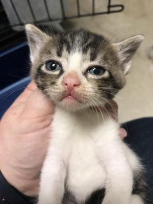 . Momma Bahn kitten 3 .