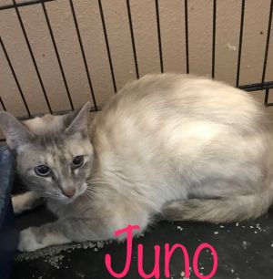 . Juno .