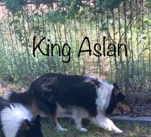 . Aslan .