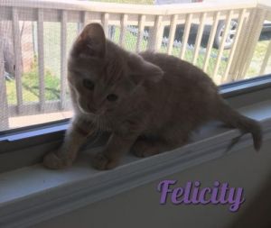 . Felicity .