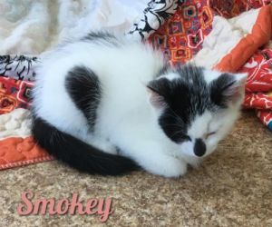 . Smokey .
