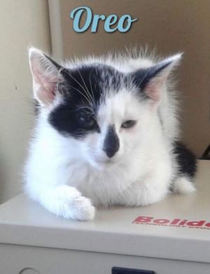 . Oreo .
