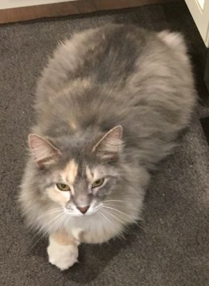 . Myra .