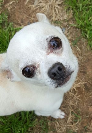 . Chico .