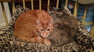 . Georgie and Daisy .
